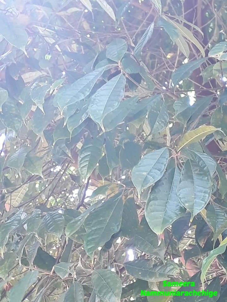 Ficus nervosa Roth